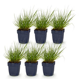 Green boutiQ - Grassen - Panicum virg. Northwind - Prairiegraan - Met Pluim - Groen - 6 Planten - Pot 11cm - Hoogte 15-25cm