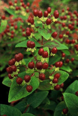 24x Hypericum inodorum 'Beauty' - ↕10-25cm - Ø9cm