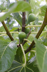 Ficus Gustissimo Perretta - Ø13 - ↨30cm