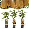 Green boutiQ - Fruitplant - Actinidia Weiki & Hayward - Kiwiplant - 1 Mannelijke - 2 Vrouwelijke - Planten - Groen - Pot 15cm - Hoogte 50cm