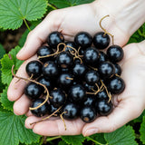 Green boutiQ - Fruitplanten - Jostabes - Ribes Jostabes - Winterhard - 6 Planten - Pot 9 cm - Zwarte Bes