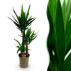 Green boutiQ - Kamerplant - Yucca elephantipes - Yucca - Weinig onderhoud - Groen - 1 - Pot 21cm - Hoogte 100cm