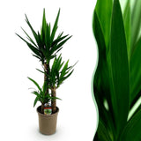 Green boutiQ - Kamerplant - Yucca elephantipes - Yucca - Weinig onderhoud - Groen - 1 - Pot 21cm - Hoogte 100cm