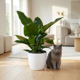 Green boutiQ - Kamerplant - Philodendron - Philodendron Imperial Green - Groen - Weinig onderhoud - 1 Plant - met Potter Wit - Pot 19cm - Hoogte 65cm